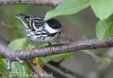 Blackpoll Warbler