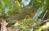 Connecticut Warbler