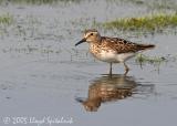 Least Sandpiper
