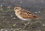 Least Sandpiper