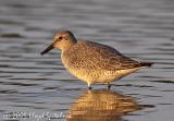 Red Knot (juvenile)