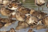 Black-bellied Plover