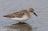 Semipalmated Sandpiper (juvenile)