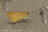 Delaware Skipper