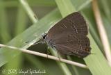 Banded Hairstreak