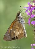 Broad-winged Skipper