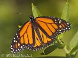 Monarch (male)