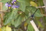 Seaside Dragonlet