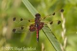 Calico Pennant