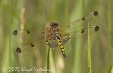 Calico Pennant (female)