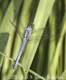 Eastern Pondhawk (male)