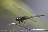 Slaty Skimmer