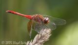 Band-winged Meadowhawk