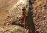 Autumn Meadowhawk