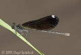 Ebony Jewelwing (female)