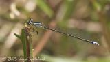 Eastern Forktail (male-like female)