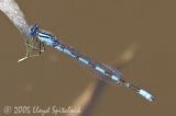 Big Bluet