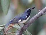 Black-throated Blue Warbler