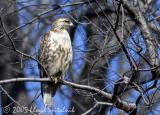 Red-tailed Hawk