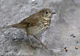 Gray-cheeked Thrush