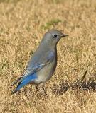 Mountain Bluebird