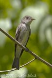 Eastern Wood-Pewee