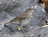 Gray-cheeked Thrush