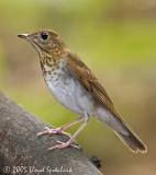 Veery