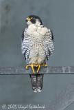 Peregrine Falcon