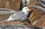 Iceland Gull