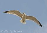 Ring-billed Gull