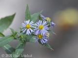 Aster