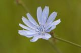 Chicory