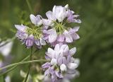 Crown Vetch