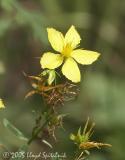 St. Johns Wort