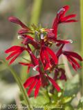Cardinal Flower