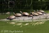 Red-eared Sliders