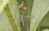 Crane Fly (female)