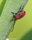 Red Milkweed Beetle