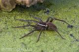 Six-spotted Fishing Spider