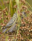 Differential Grasshopper