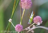 Handsome Meadow Katydid? (female)