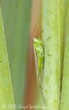  Slender Meadow Katydid