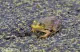 American bullfrog