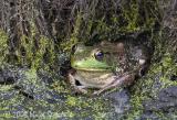 American bullfrog