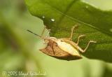 Stink Bug