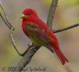 Summer Tanager (immature male)