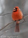 Northern Cardinal