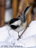 Black-capped Chickadee