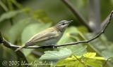 Red-eyed Vireo